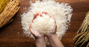 كيف يمكن أن يتكيف إنتاج الأرز عالميا مع تحديات تغير المناخ