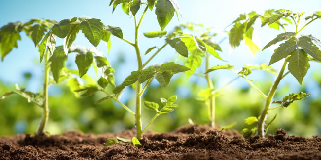 يمكن أن يكون المنبه داخل النباتات مفتاح زيادة إنتاج الغذاء