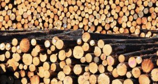 من المتوقع أن يزداد الطلب على جذوع الأخشاب اللينة في الصين خلال سبتمبر
