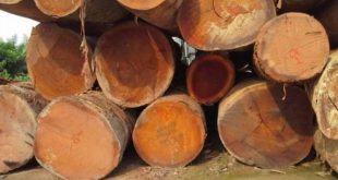 تعطلت تجارة الأخشاب في إفريقيا بسبب مشكلات الشحن