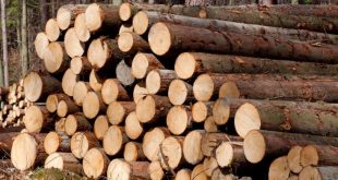 من المتوقع أن ترتفع أسعار قطع الأخشاب في فنلندا بنسبة 12٪ هذا العام