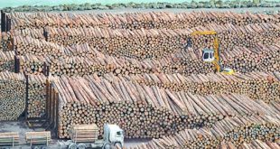 تأثير حظر تصدير الأخشاب الروسية على توريد قطع الأخشاب المنشورة إلى الصين