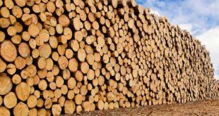 الاتجاهات الحالية في أسعار قطع الأشجار في أوروبا الوسطى