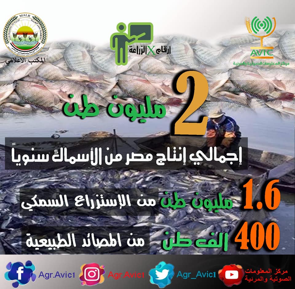 تقرير: تحتل مصر المركز الأول في الإنتاج السمكي