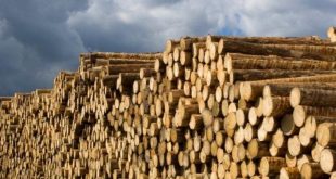 تعتمد صناعة الأخشاب الإستونية بشكل متزايد على الواردات