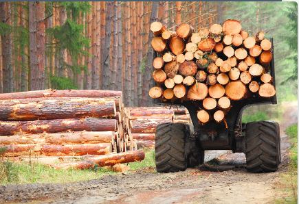روسيا : بحث طرق جديدة لتصدير الأخشاب