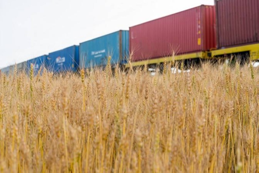 تراجع صادرات الحبوب الأوكرانية