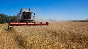 صادرات القمح الفرنسي أكثر قدرة على المنافسة دوليًا