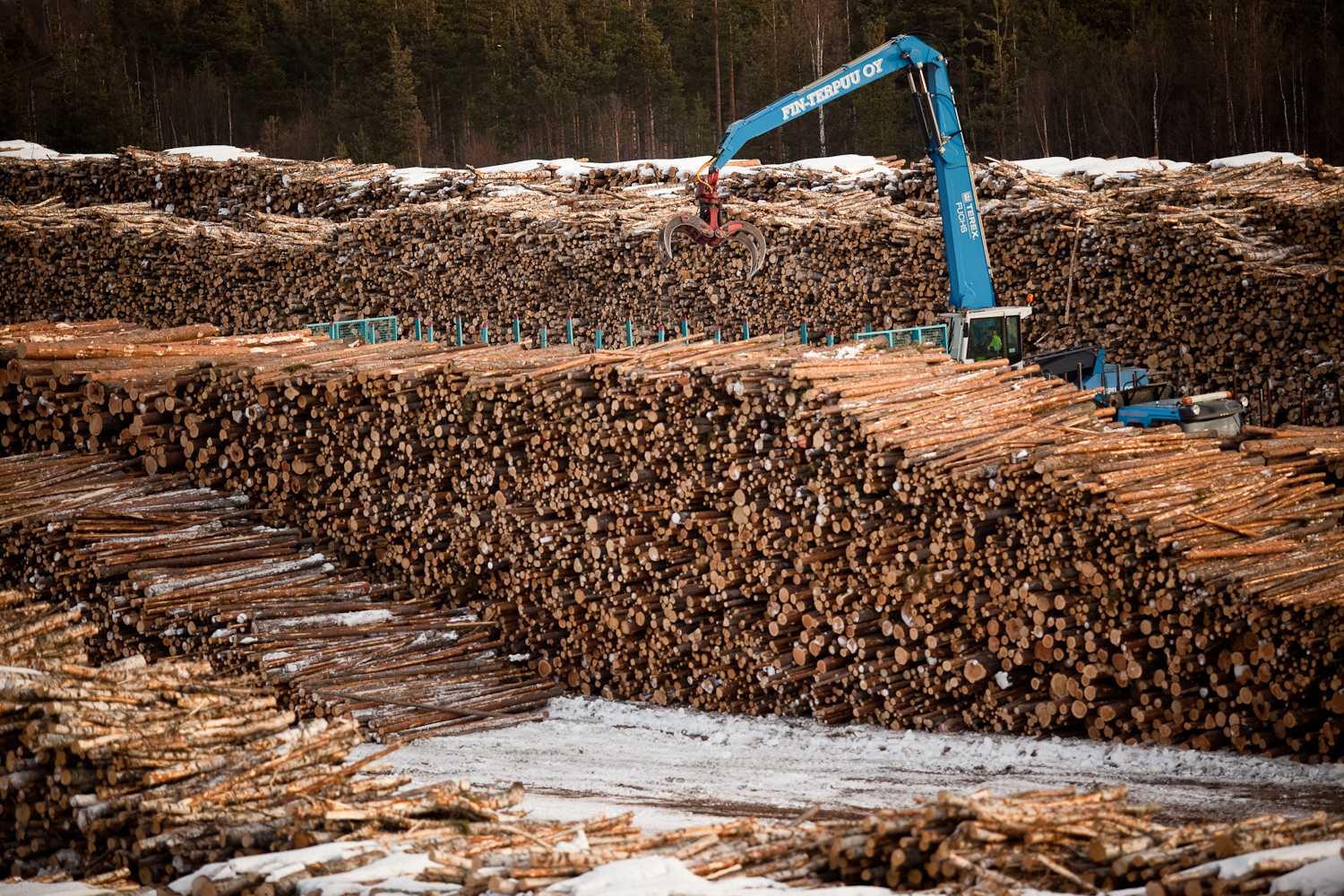 ارتفاع أسعار جذوع الأخشاب