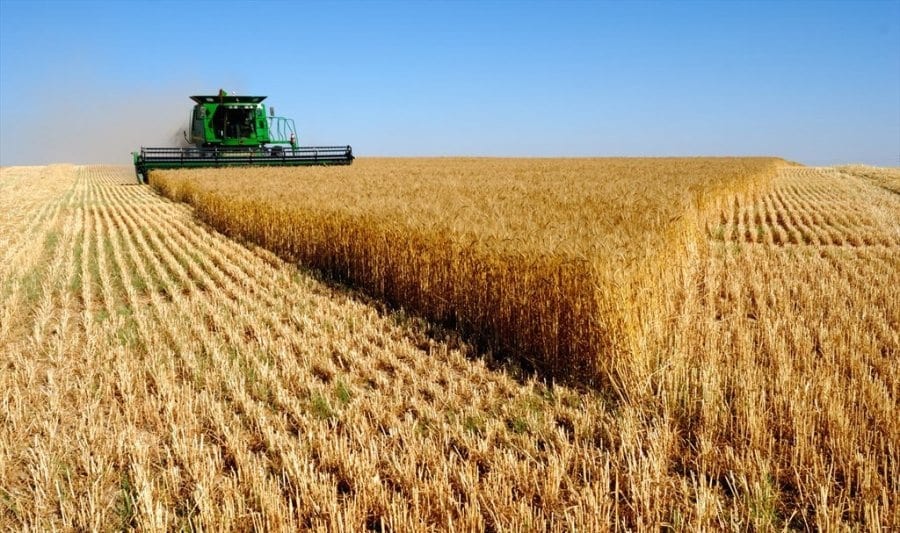 انخفاض أسعار القمح عالمياً