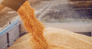 ارتفاع أسعار القمح وفول الصويا