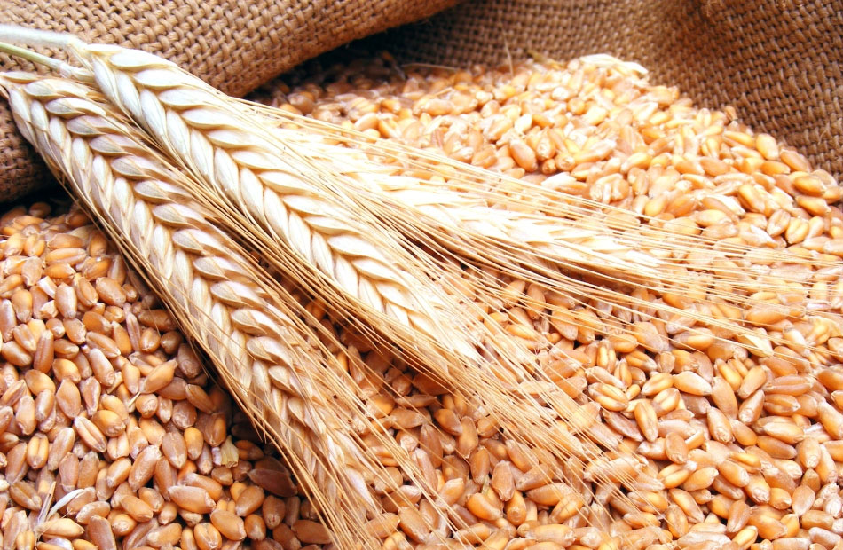 تقرير الأسبوع: أسعار المواد الغذائية والمحاصيل في الأسواق العالمية