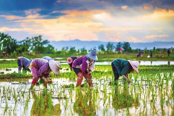 ارتفاع أسعار تصدير الأرز التايلندي