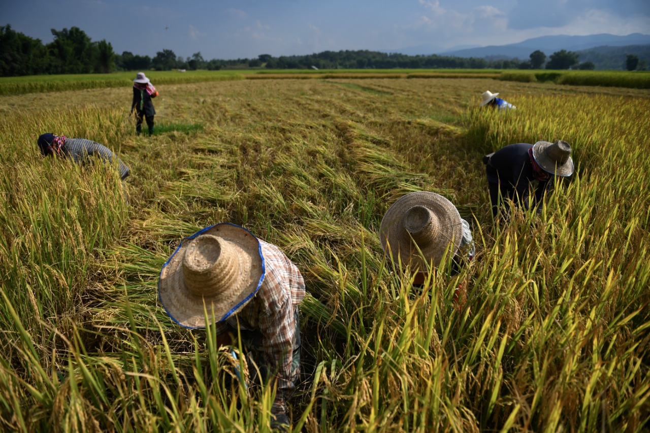 ارتفاع أسعار تصدير الأرز التايلندي