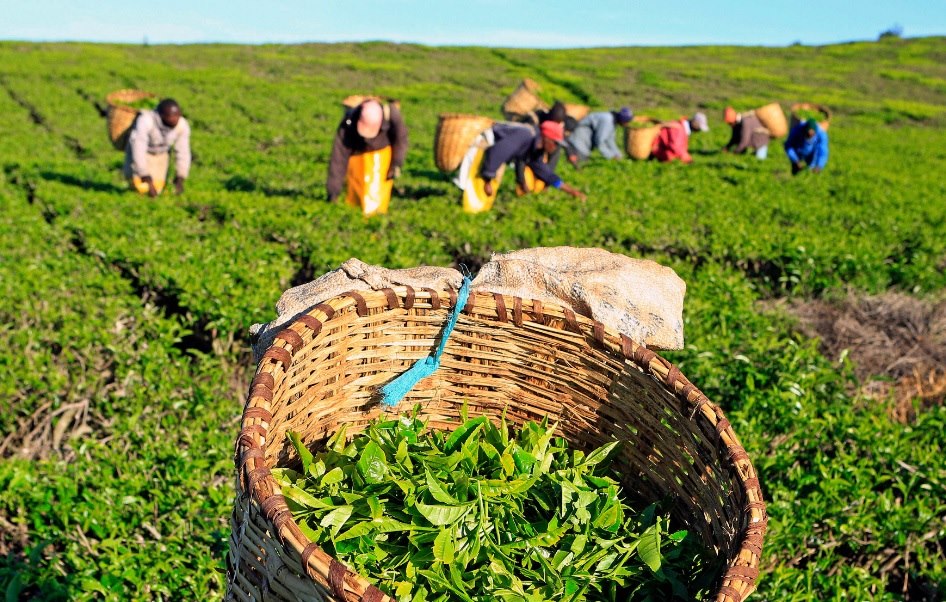 صادرات الشاي الأسود الكيني
