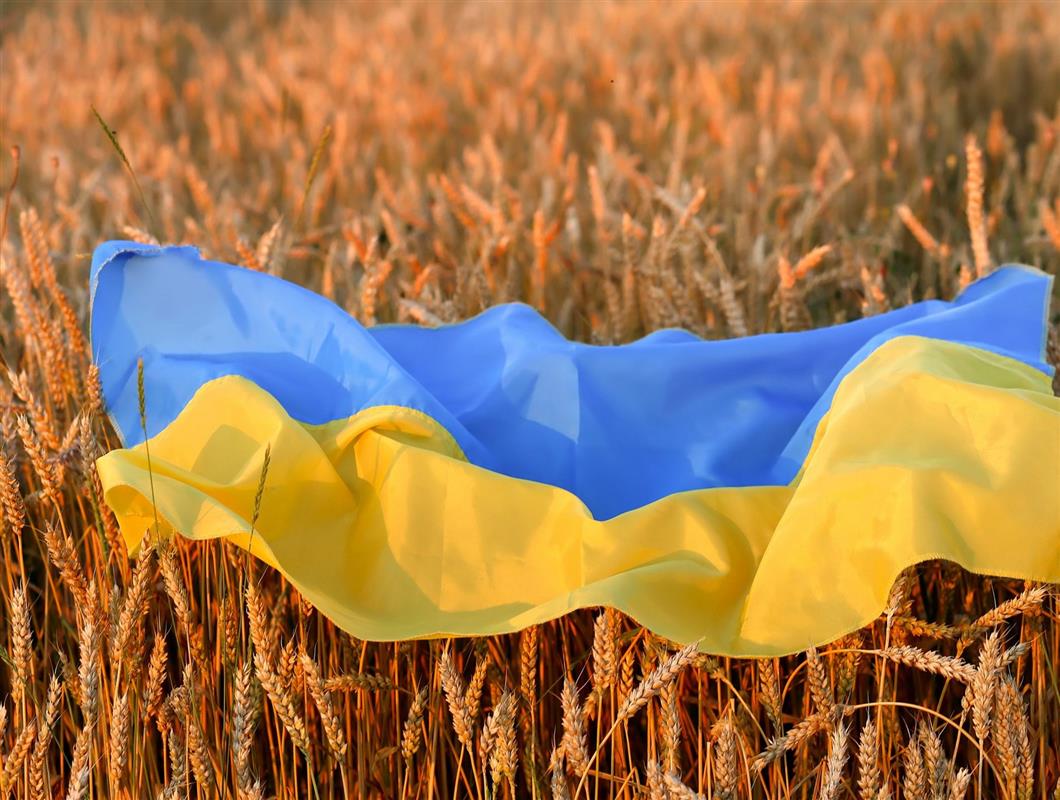 انخفاض صادرات الحبوب الأوكرانيا