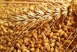 انخفاض حاد في توقعات محصول القمح الروسي