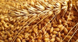 أزمة غذاء عالمية تلوح في الأفق: الطقس والحرب يهددان إمدادات القمح