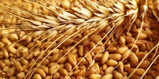 أزمة غذاء عالمية تلوح في الأفق: الطقس والحرب يهددان إمدادات القمح