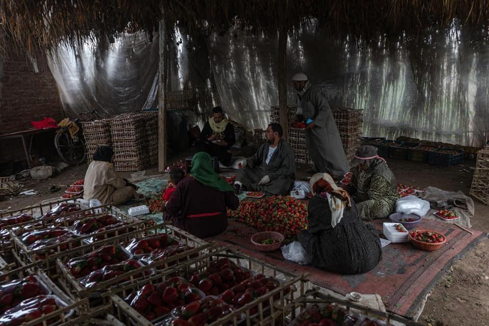 حصاد الفراولة المصرية بأيدٍ ناعمة .. وتتصدر قائمة الصادرات الي اوروبا | صور