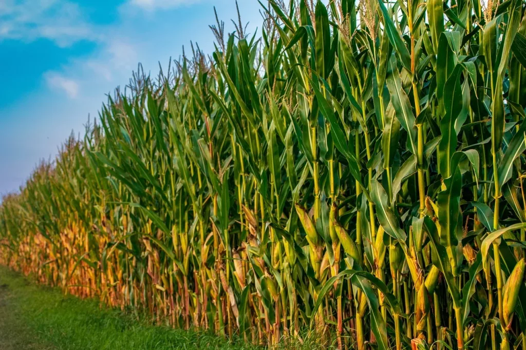انخفاض إنتاج محصول الذرة