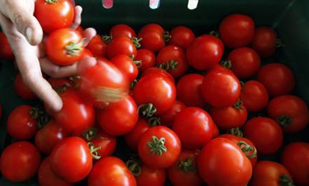 الطماطم المجففة المصرية تغزو الأسواق العالمية