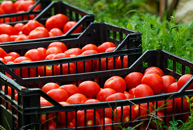 الطماطم المجففة المصرية تغزو الأسواق العالمية