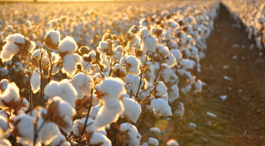 مصر و أوزبكستان: تطوير زراعة القطن وبنجر السكر وزيادة التبادل التجاري الزراعي