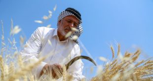 العراق وزيادة إنتاجه من القمح