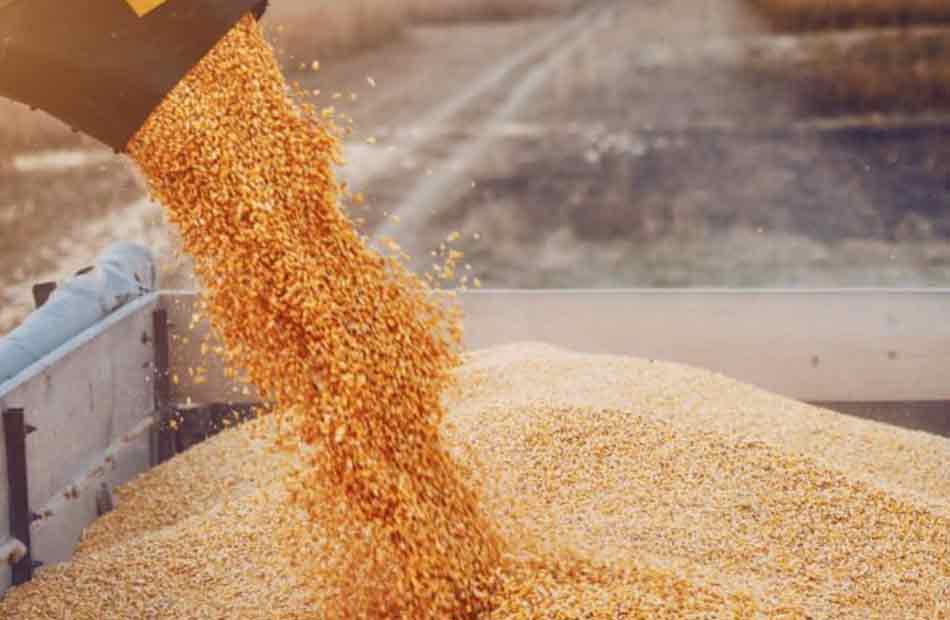 وزير الزراعة: الإفراج عن الاف الاطنان من اعلاف الذرة والصويا