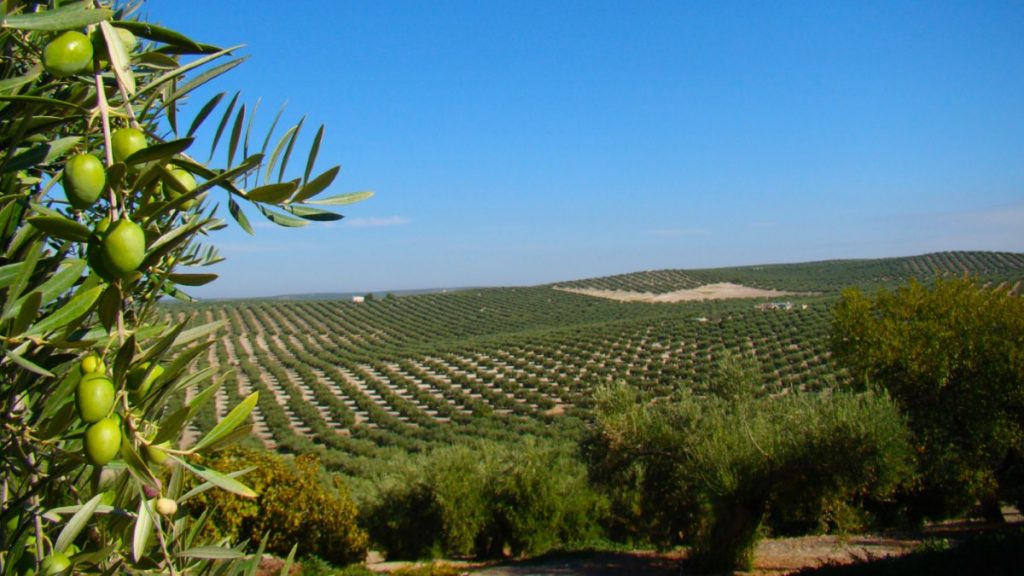 إنتاج مزارع زيت الزيتون في إسبانيا