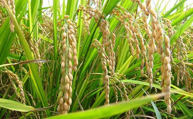 مصر: انتاج تقاوى القمح والذرة والارز للتصدير الى العالم