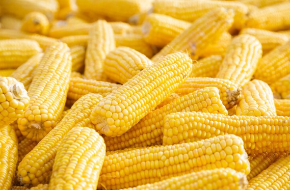 وزير الزراعة: الإفراج عن أعلاف الذرة وفول الصويا فى الموانئ المصرية