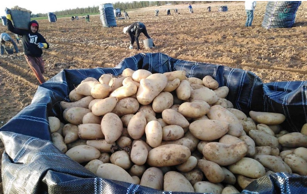 الزراعة: ارتفاع حجم تصدير الأف الأطنان من البطاطس لدول الاتحاد الاوروبي