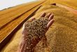 تراجع في إنتاج القمح الصيني