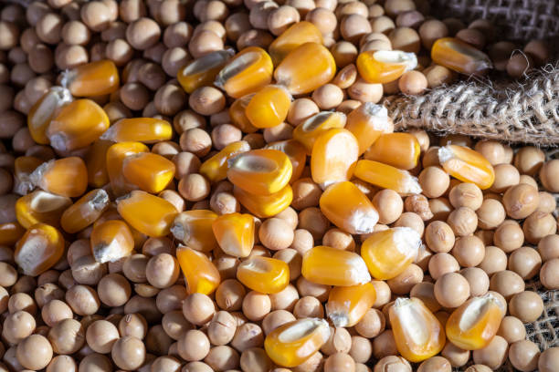 وزير الزراعة: الإفراج عن أعلاف الذرة وفول الصويا فى الموانئ المصرية