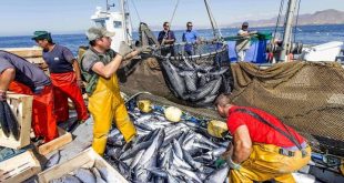 صادرات المغرب من الثروة السمكية