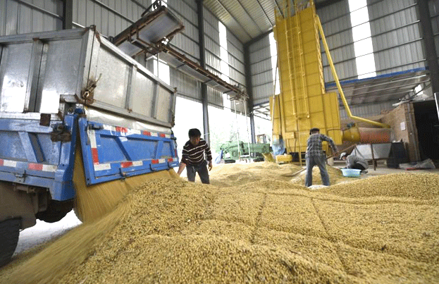 وزير الزراعة: الإفراج عن الأف الأطنان من اعلاف الذرة وفول الصويا