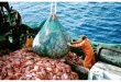صادرات الأسماك الروسية إلى الصين