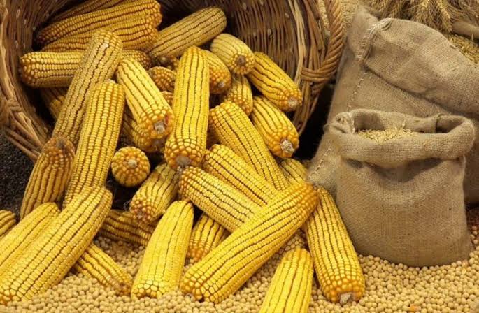 وزير الزراعة: الإفراج عن الأف الأطنان من اعلاف الذرة والصويا