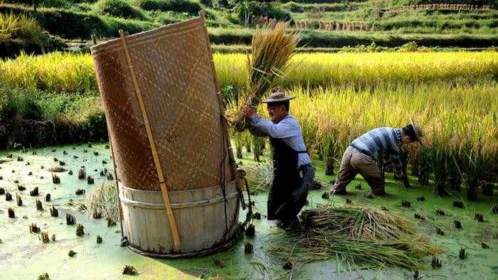 إنتاج حقول الأرز في جنوب الصين