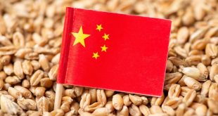 الصين تحطم الرقم القياسي لإنتاج القمح العالمي