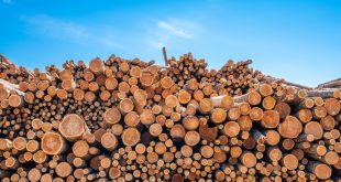 سوق الأخشاب اللينة العالمية في حالة ركود