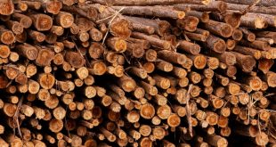صناعة الأخشاب الألمانية تواجه تحديات كبيرة