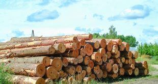 أسعار الأخشاب في الصين تشهد ارتفاعًا حادًا