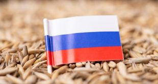 روسيا تسجل حصادًا قياسيًا من الحبوب
