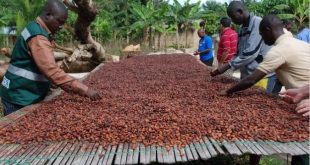 غانا: التعدين غير الشرعي يهدّد مستقبل صناعة الكاكاو