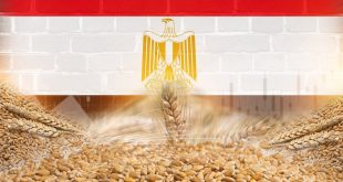 مصر ترفع واردات القمح لمواجهة أزمة الغذاء العالمية