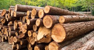 الظروف المناخية والقيود الجديدة تشعل أزمة أسعار الأخشاب في ألمانيا