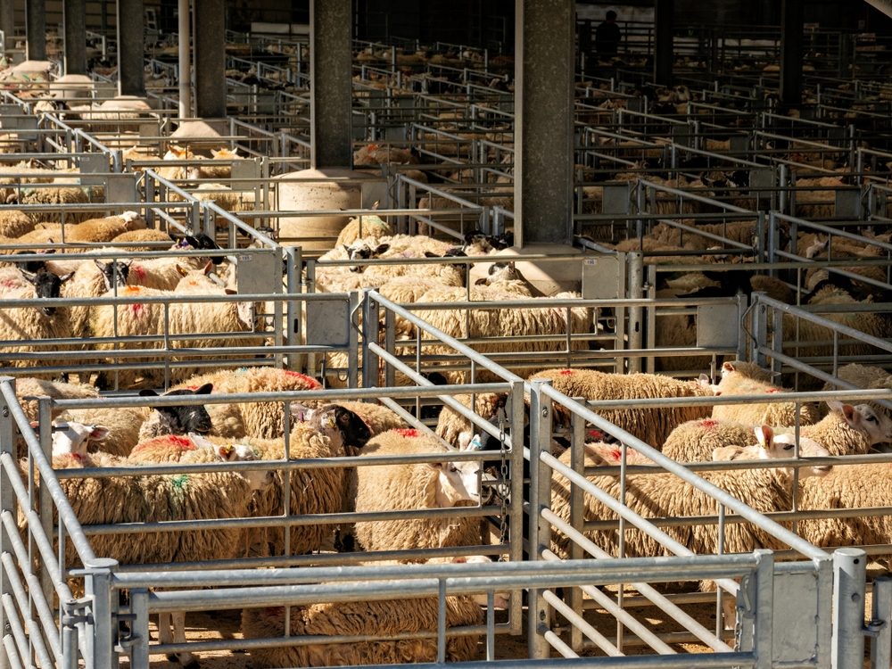 حظر تصدير الأغنام الحية: أزمة تلوح في الأفق لمربي الماشية الأستراليين